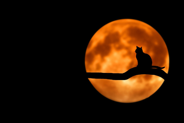Halloween guide (Photo by Pixabay via Pexels)